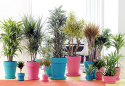 Какие комнатные растения лучше всего очищают воздух?